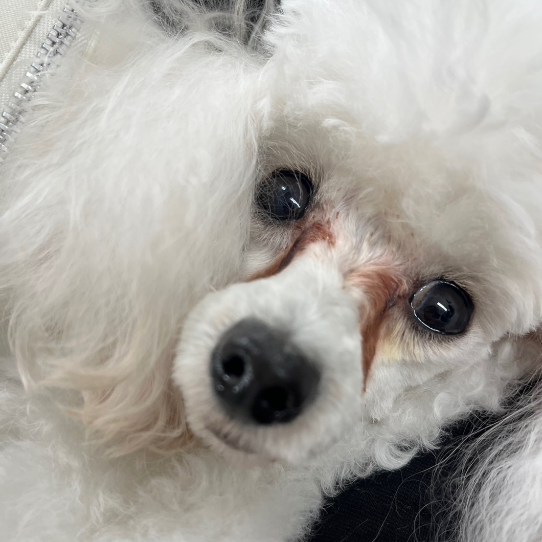 ☆生徒が撮影したモデル犬☆①